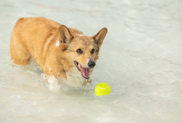 istock A corgi playing with a tennis ball in a pool 2066452742