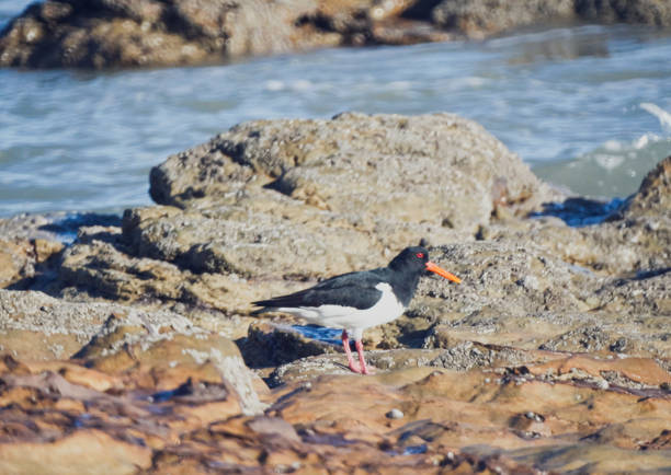 Oystercatcher - Haematopus ostralegus - on rocks looking for food
