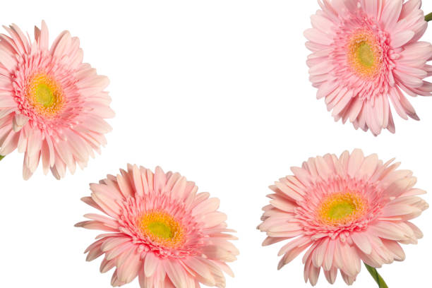 Bright pink gerbera daisy flower isolated on a white background.