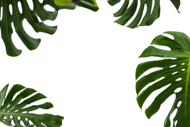 istock Green plant monstera on white background. 2066470632