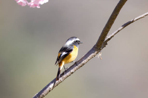 Male daurian redstart on cherry blossom tree.