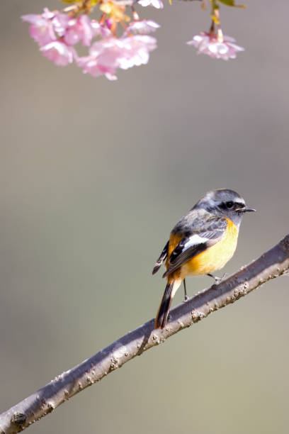 istock Male daurian redstart on cherry blossom tree. 2066478026
