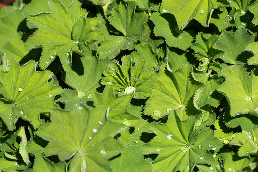 Lady's mantle with water drops