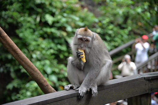 Macaque sits in the forest and eats banana