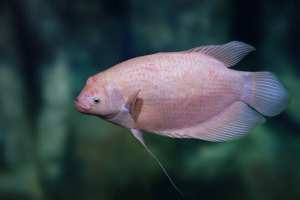 Albino Giant Gourami (Osphronemus goramy) - Freshwater fish