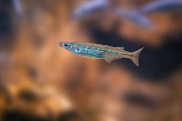istock Brazilian Sardinella (Sardinella brasiliensis) - Marine fish 2066521702