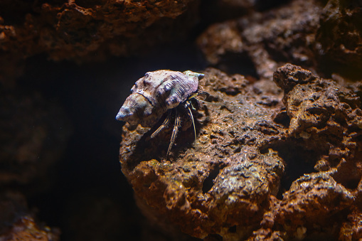 Thinstripe Hermit Crab (Clibanarius vittatus)