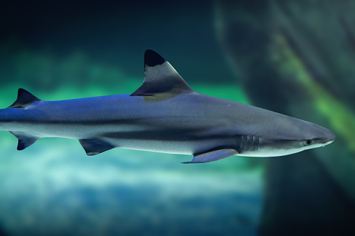 Blacktip Shark (Carcharhinus limbatus) underwater