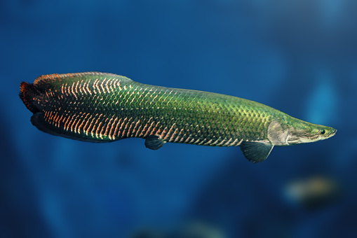 Pirarucu (Arapaima gigas) - Amazon River Basin fish