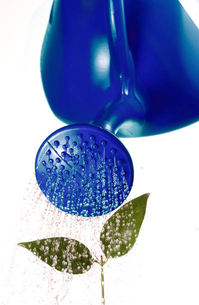 Blue watering can watering plant