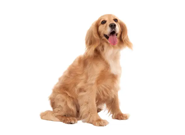 Dog on transparent background Dog on transparent background