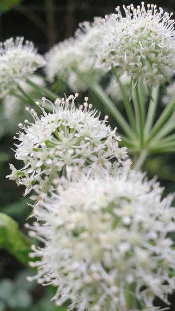 istock Angelica plant (Angelica archangelica) 2066530716