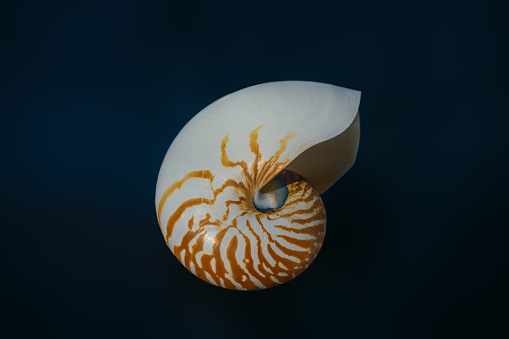 Emperor Nautilus shell (Nautilus Pompilius) - Seashell