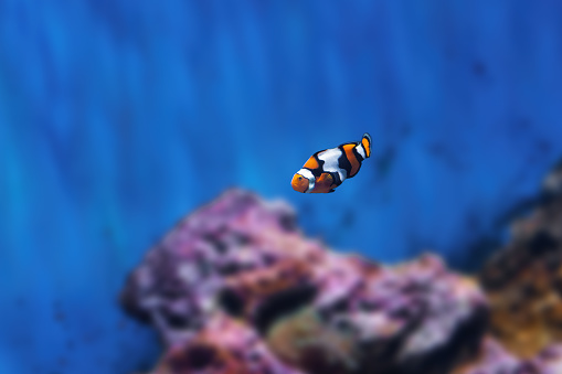 Orange Clownfish (Amphiprion percula) - Marine fish