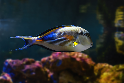 Sohal Surgeonfish (Acanthurus sohal) - Marine fish
