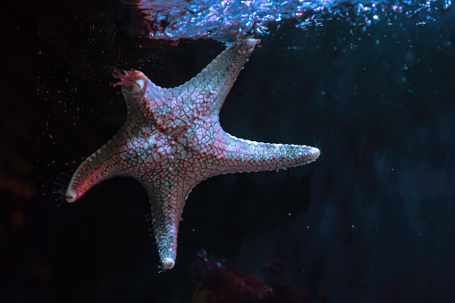 Cushion Star (Pentaceraster sp.) - Starfish