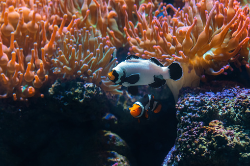 Frostbite Ocellaris Clownfish (Amphiprion ocellaris) - Aquarium fish