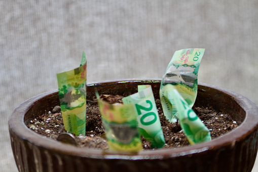 Money growing in clay planter