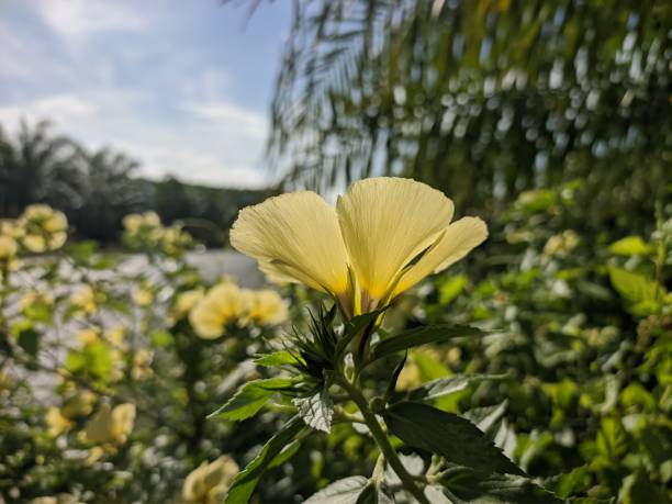 Damiana flower