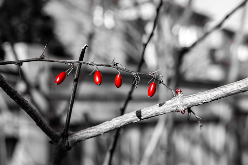 Red Berries on a Branch in Winter Landscape