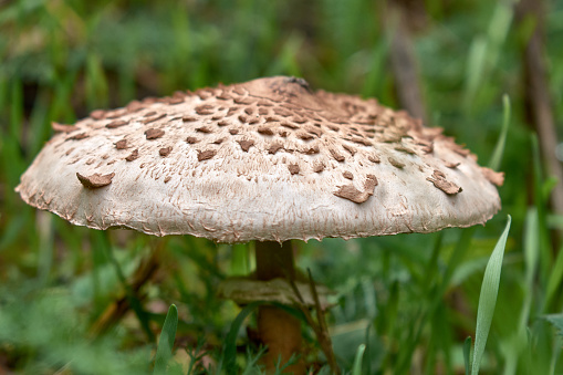 Close-up of a mushroom surrounded by moss in grass