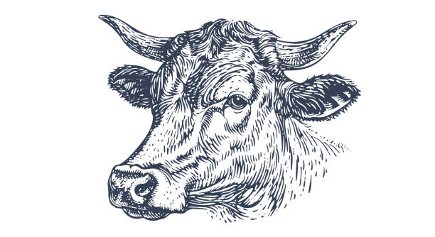 корова, бык, говядина. винтажный ретро-принт - говядина stock illustrations