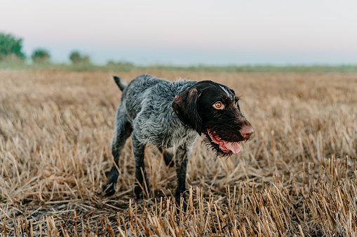 Captured in the essence of the chase, a hunting dog demonstrates the raw beauty and intensity of the pursuit, its every muscle tuned to the nuances of the wilderness, a display of nature's intricate ballet