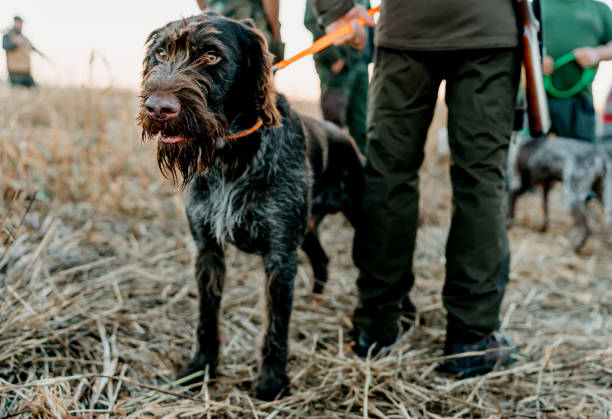 Amidst the untamed beauty of the wild, a hunting dog stands as the steadfast companion of the hunter, its presence reassuring, its role indispensable, and its companionship a bridge between human intent and the natural world
