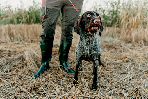 With a presence as silent as the forest air, a hunting dog whispers through the hunt, its senses a guide to the unseen, making it not just a participant but a sage of the wilderness, attuned to the earth's deepest secrets
