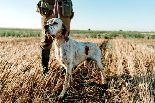 istock The dance of hunter and hound 2066568381