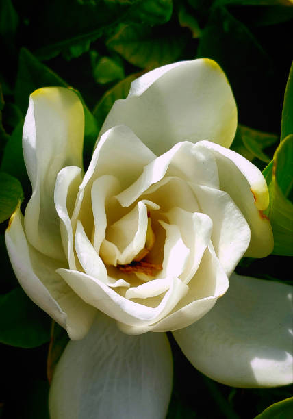 white rose in garden