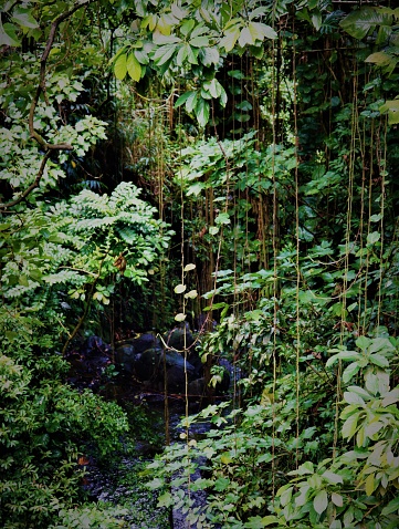 Beautiful rainforest in Maui