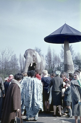 London, England, UK, 1959. Londoners look at an elephant in the zoo.