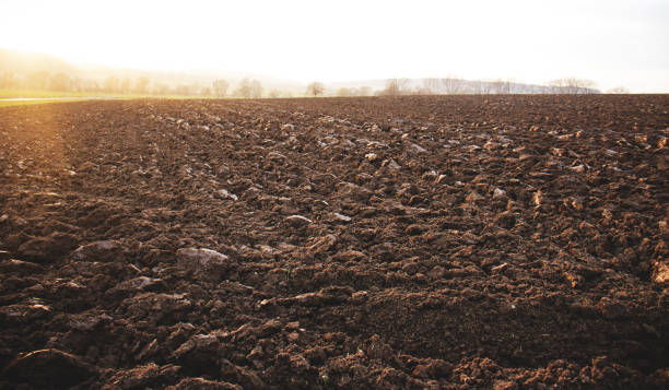 plowed field, land ready for sowing, black soil field, sunny day plowed field, land ready for sowing, black soil field, sunny day geochelone yniphora stock pictures, royalty-free photos & images