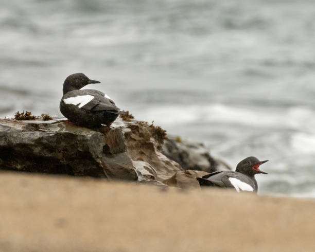 istock Pigeon Guillemot 2066582633