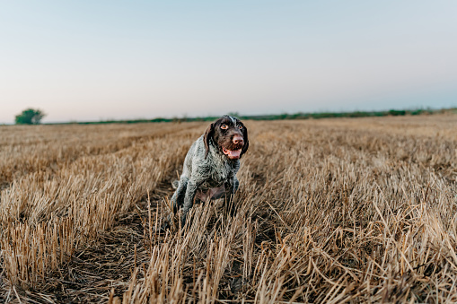 German shorthaired pointer posing in the field