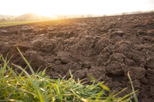 plowed field, land ready for sowing, black soil field, sunny day