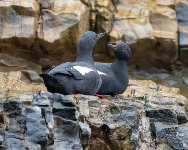 istock Pigeon Guillemot 2066585247