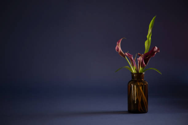 istock purple calla lily in vase on dark background 2066595762