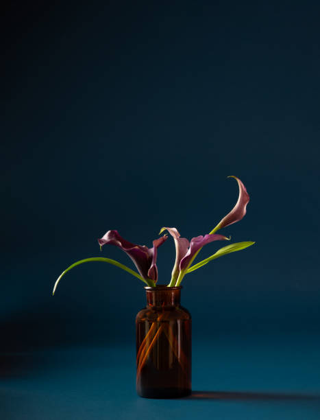 istock purple calla lily in vase on dark background 2066596255