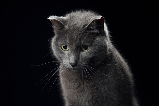 An enigmatic grey cat with luminous green eyes is captured in profile against an inky black backdrop, exuding elegance.