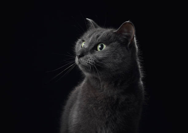 istock An enigmatic grey cat with luminous green eyes on black backdrop 2066625139