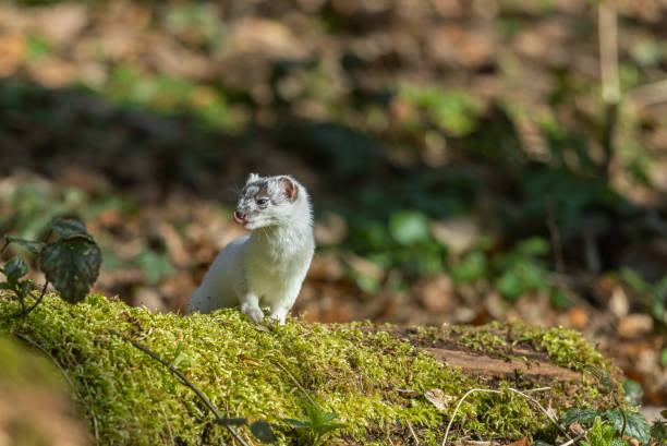 Beautiful stoat (Mustela erminea) Beautiful stoat (Mustela erminea) in its white winter coat, sitting on a tree stump, covered with moss. hermelin mustela erminea stoat stock pictures, royalty-free photos & images