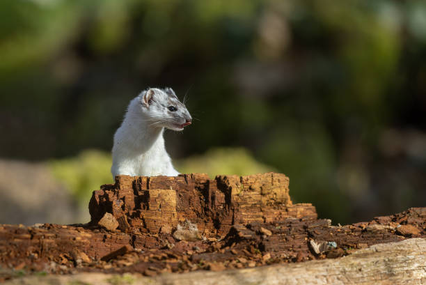 Beautiful stoat (Mustela erminea) behind an old tree stump. Beautiful stoat (Mustela erminea) in its white winter coat. hermelin mustela erminea stoat stock pictures, royalty-free photos & images