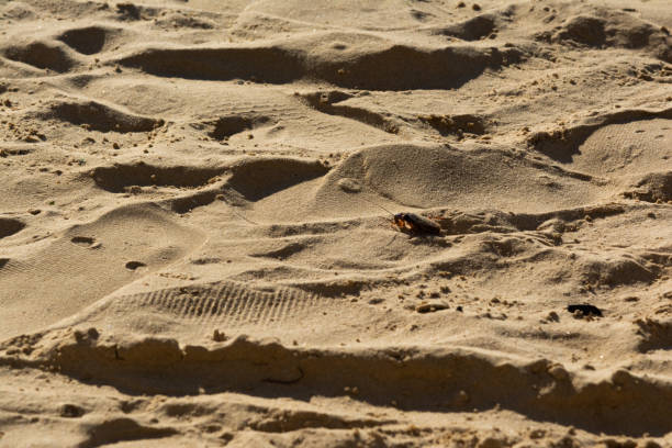 A cockroach walks on the hot beach sand. City of Salvador, Bahia.