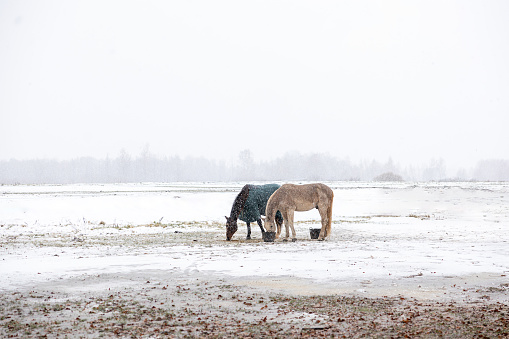 Two Horses Grazing Together in a Snowy Field Under a Grey Sky