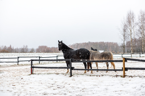 Horses in Winter Coats Standing in a Snowy Pasture with a Forest Background