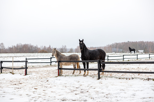 Serene Horses Standing in Snowfall by the Fence in a Winter Landscape