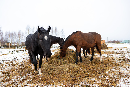 Horses Bonding Over a Meal in a Snowy Enclosure on a Farm