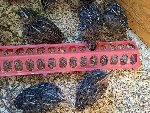 Jumbo Coturnix Quails eating out of a red feeder on a farm